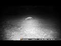 RITJ - 2 Foxes at night #2 - 10 seconds - 07062024