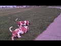 Basset hounds try out their new collars