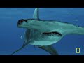 Game of Sharks: Ultimate Face-off (Full Episode) Sharkfest | National Geographic