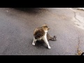 Cat Video 2