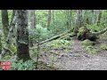Hike Along Cascading Stream Through Canadian Forest | 4K Parc national de la Jacques-Cartier
