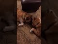 Akitas Bella and Honshu Stubbs tease each other with a rawhide ring