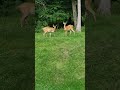 Beautiful group of stag deer