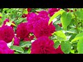 Keisei Rose Garden 2019  #京成バラ園 #4K