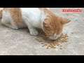 Kucing Oranye Putih | Kucing Lucu | Kucing Sedang Makan