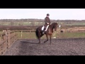 Sir Oakley dressage video feb16