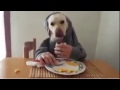 Dog/Man having dinner 2015 03 23 23 48 02