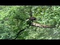 Bald Eagle at Lake Zoar 14 Aug 2021