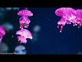 Life of the Ocean 8K ULTRA HD - 500 species of sea creatures with relaxing music and ocean sounds