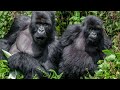 Most Weird Gorillas Breeds  In The World | Wild Whim