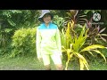 Lumaki ako SA farm || Buhay probinsya #farming #gardening