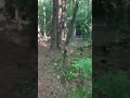 Yet another red wolf howling behind my house in Moody, AL. - August 29, 2022 (5:40PM)