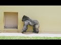 Silverback Gorilla Chases After Female & Shows His Strength | The Shabani's Group