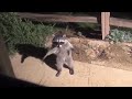 T-pose Racoon With the Imperial March #shorts