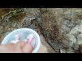 Baby Snapping Turtle Relocation