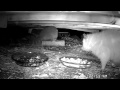 WHITE OPOSSUM has encounters with two Raccoons 05-29-2015