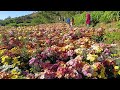 #beautiful  #garden  #flowers  in #baguiocity