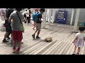 DECKS階段降り披露★お台場にすむケヅメリクガメ「GOちゃん」African spurred tortoise down the stairs