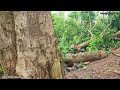 Cưa cây Trâm khổng lồ gần dây điện / Sawing a giant Bodkin tree near electric wires | T668