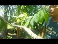 PAANO MAG PRUNING NG CACAO?(13612 METHOD)