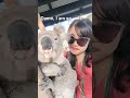Koala takes selfies with human #animals #voiceover #shorts