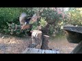 CAT TV | Playful California Bird and Squirrel Compilation | Videos For Cats to Watch | 😼