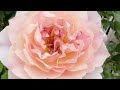 A Rose Garden with Birds Chirping/ Soothing Nature Sounds #ambient #mindfulness #roses