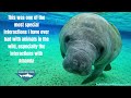 BEST UNDERWATER MANATEE INTERACTIONS EVER - Swimming with Manatees in Florida Jan. 2024 - Special :)