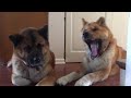 Akitas Bella and Stubbs, _not_ socially distancing