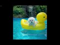 Funniest Animals 2024 😂 Best Funny Cats and Dogs 😻🐶 Part 07 | Cute Baby Animals