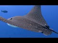 24 HOURS of 4K Underwater Wonders + Relaxing Music - Coral Reefs & Colorful Sea Life - 4K Video UHD