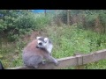 The lemurs of Blair Drummond Safari Park