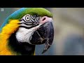 COLORFUL BIRDS | AMAZING NATURE BIRDS SOUNDS | RELAXING NATURE | CUTE BIRDS | STRESS RELIEF