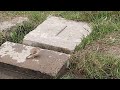 Bird taking a bath in a puddle