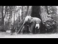 GHOSTS OF VANCOUVER - The Hollow Tree