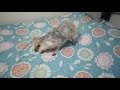Yorkie playing in bed