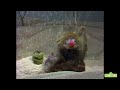 Kermit News: Long Time in the Snow | Sesame Street Classic