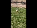Pekin duck flying