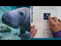 Let's Draw a Florida Manatee!