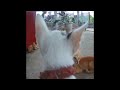 So Funny! Funniest Cats and Dogs 🙀🐱 Best Funny Cats Videos 2024 😹🤣