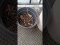 Ginkgo Biloba tree update