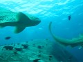 Leopard Sharks - Koh Similan - Thailand