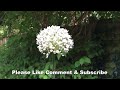 How to grow Alliums for beginners / Ornamental alliums / onions / leeks/ garlic