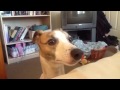 Whippet talking