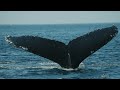 Newfoundland - A 4K Inspirational Travel Film (5 mins)