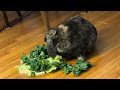 Two more minutes of a rabbit eating