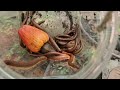 Walking inside | Hunting lots big millipedes #insects #animal #pets