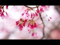 舎人公園 千本桜まつり2024/Thousand Cherry Blossoms at Toneri Park-Tokyo