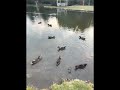 The feral rouen duck flock when I discovered them. Dec 4, 2021