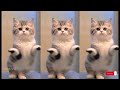 Trend | Mèo Nhảy Làng Lá